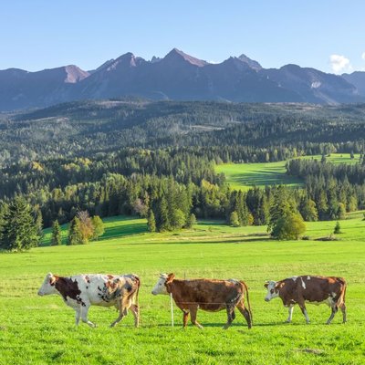 Allgäu-Landschaft mit grünen Wiesen und Alpenpanorama