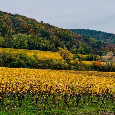 Malerische Weinberge in der Pfalz im Herbst.