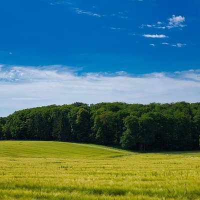 Idyllische Wiese und dichter grüner Wald unter blauem Himmel in der Hochzeitsregion Taunus.
