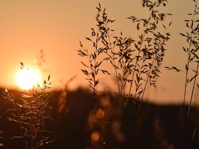 Fotografie Willing Ellrich