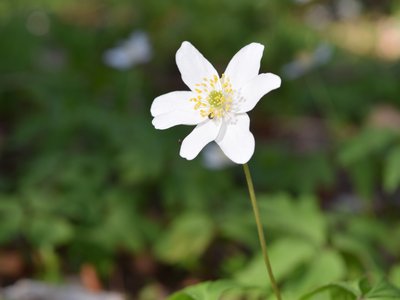 Fotografie Willing Ellrich