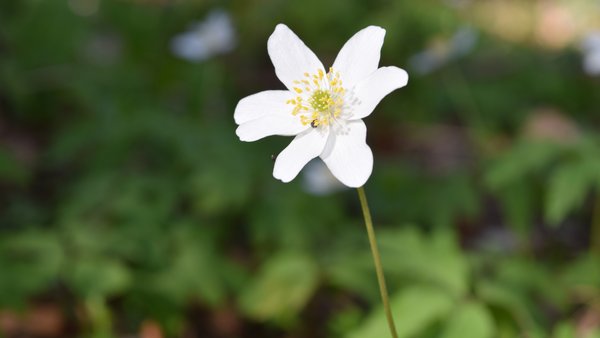 Hochzeitsfotograf Fotografie Willing Ellrich