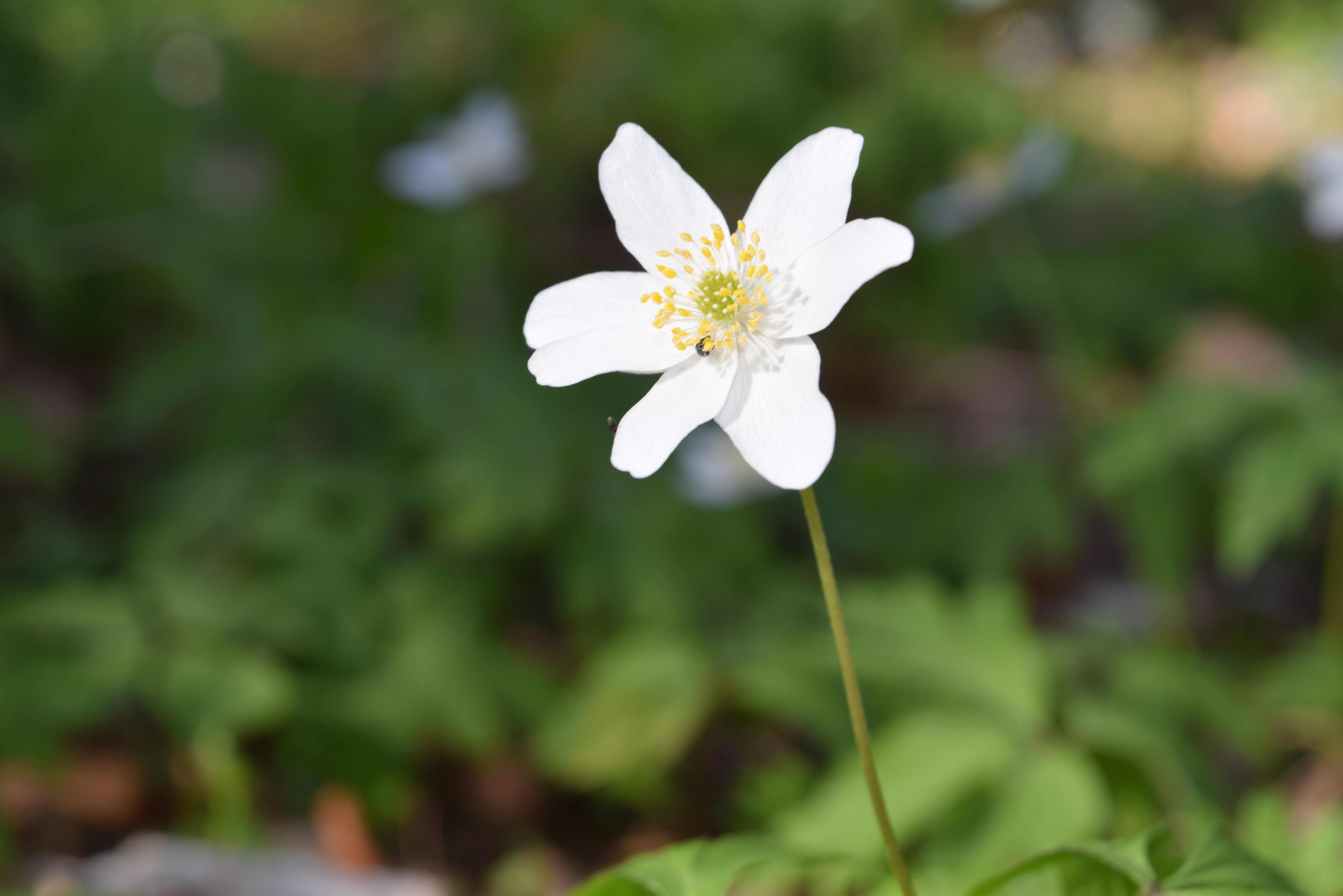 Hochzeitsfotograf Fotografie Willing Ellrich