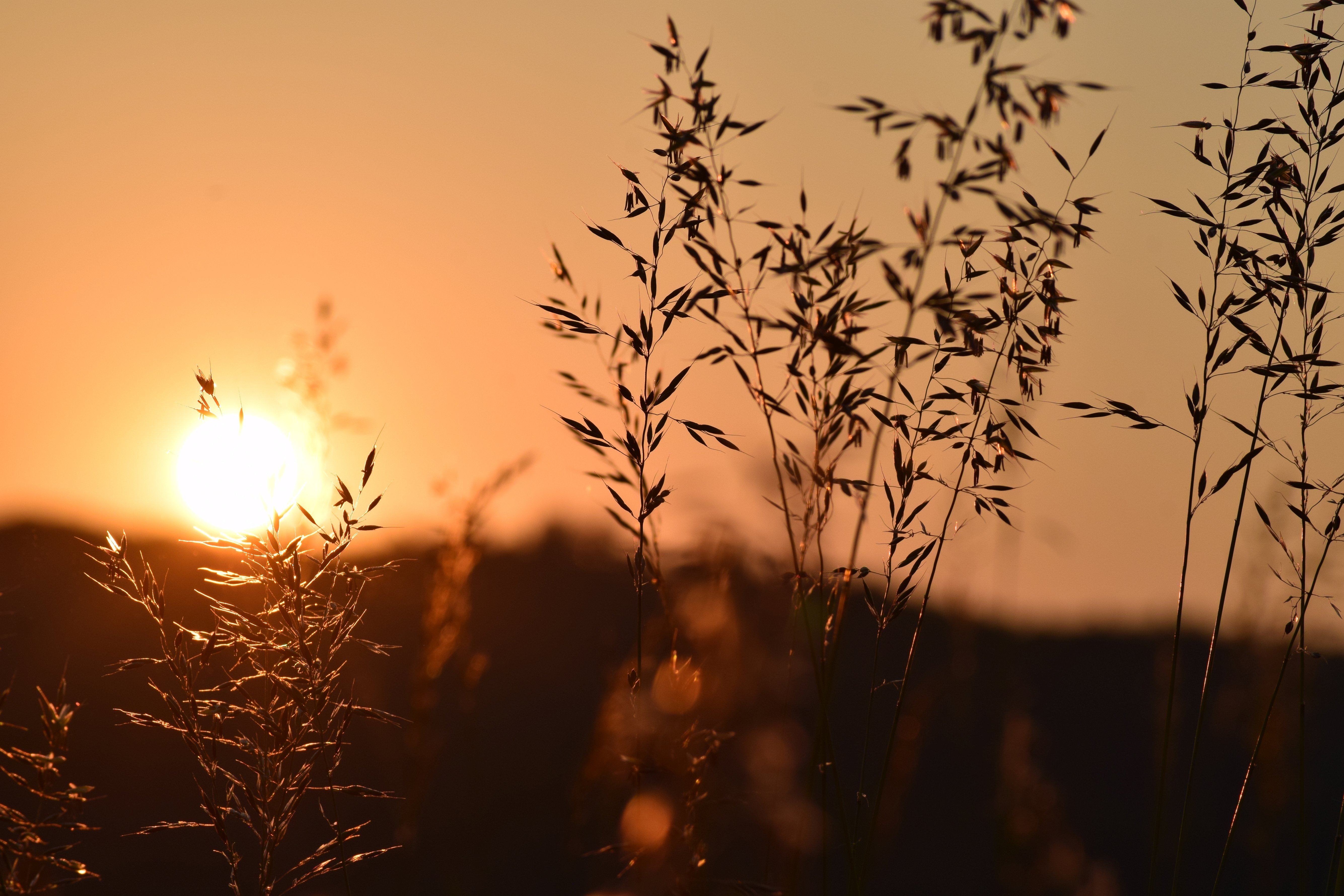 Hochzeitsfotograf Fotografie Willing Ellrich