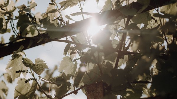 Hochzeitslocation Klosterhotel Neuzelle & Restaurant Wilde Klosterküche