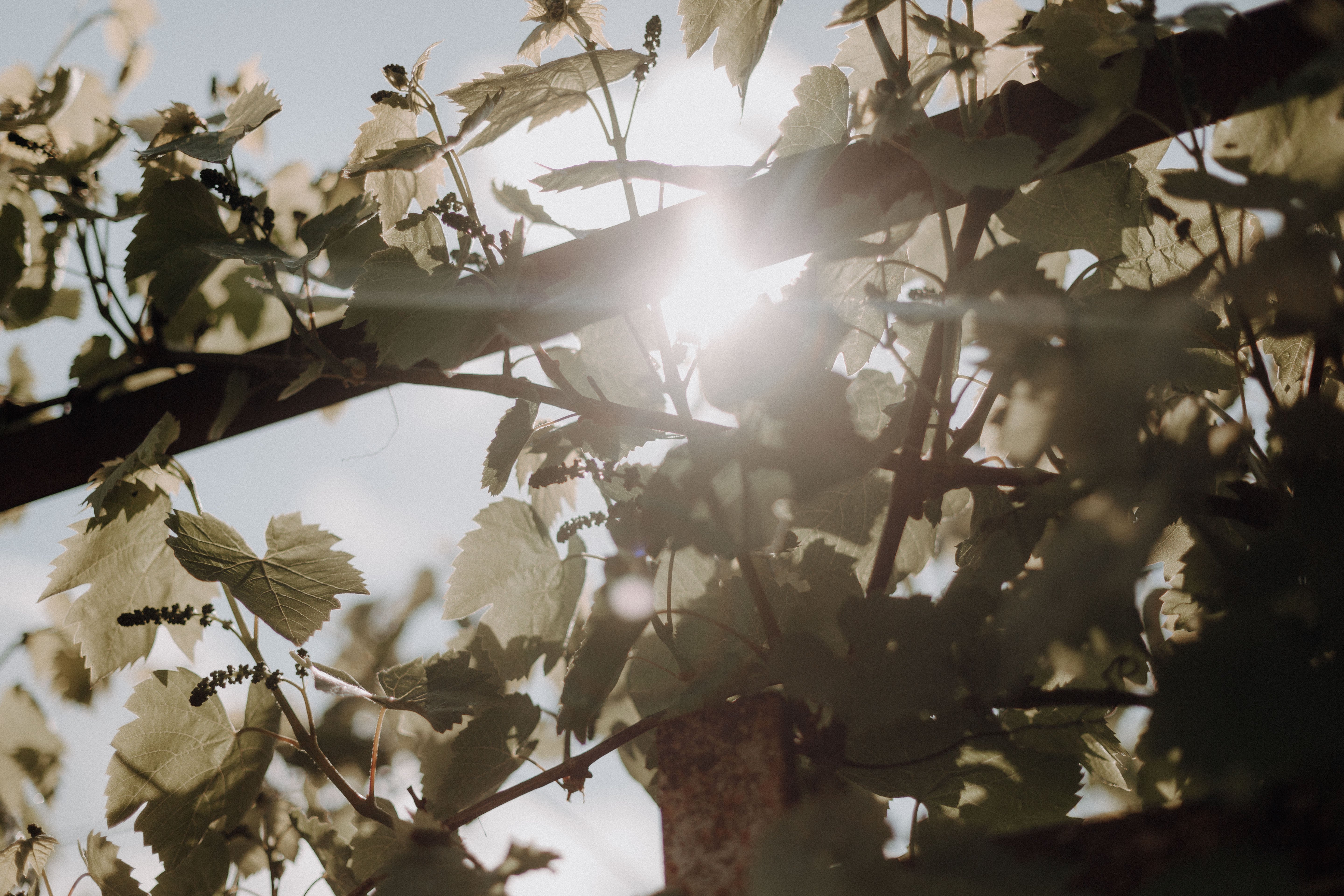 Hochzeitslocation Klosterhotel Neuzelle & Restaurant Wilde Klosterküche