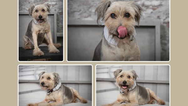 Hochzeitsfotograf Marcus Müller Foto-Digital-Studio