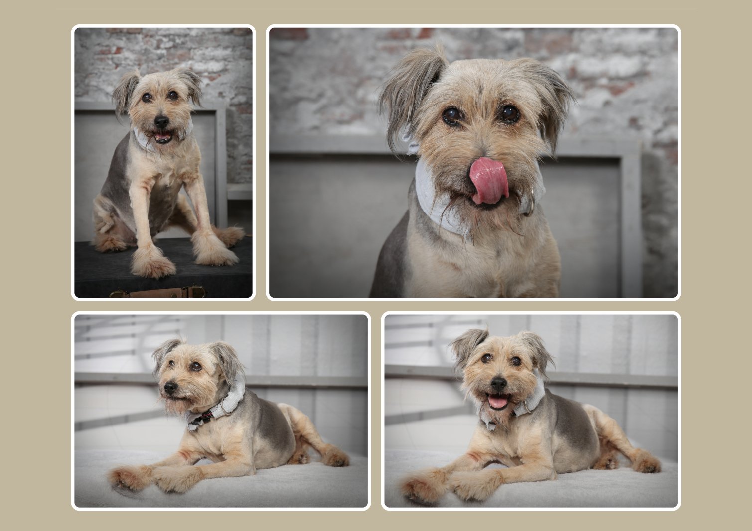 Hochzeitsfotograf Marcus Müller Foto-Digital-Studio