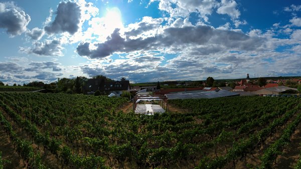 Hochzeitslocation Weingut Jean Buscher