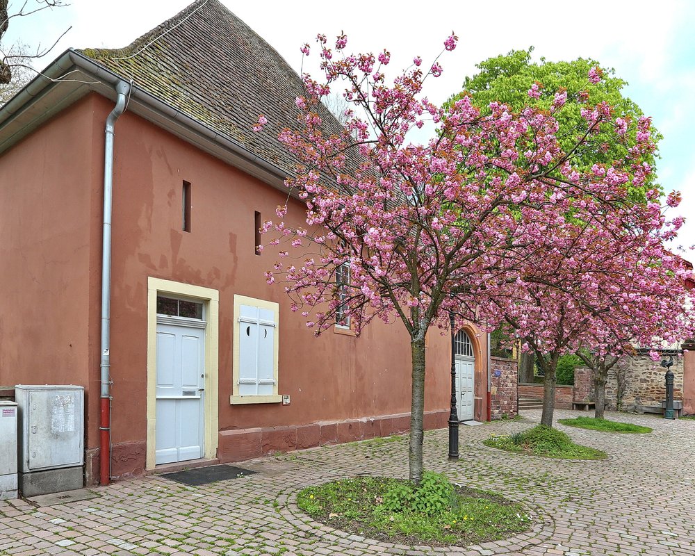 Die malerische Außenansicht der Nikolauskapelle in Durlach mit rosa Frühlingsblüten und Blick auf den historischen Torturm – ein beliebter Trauort des Standesamts Karlsruhe.