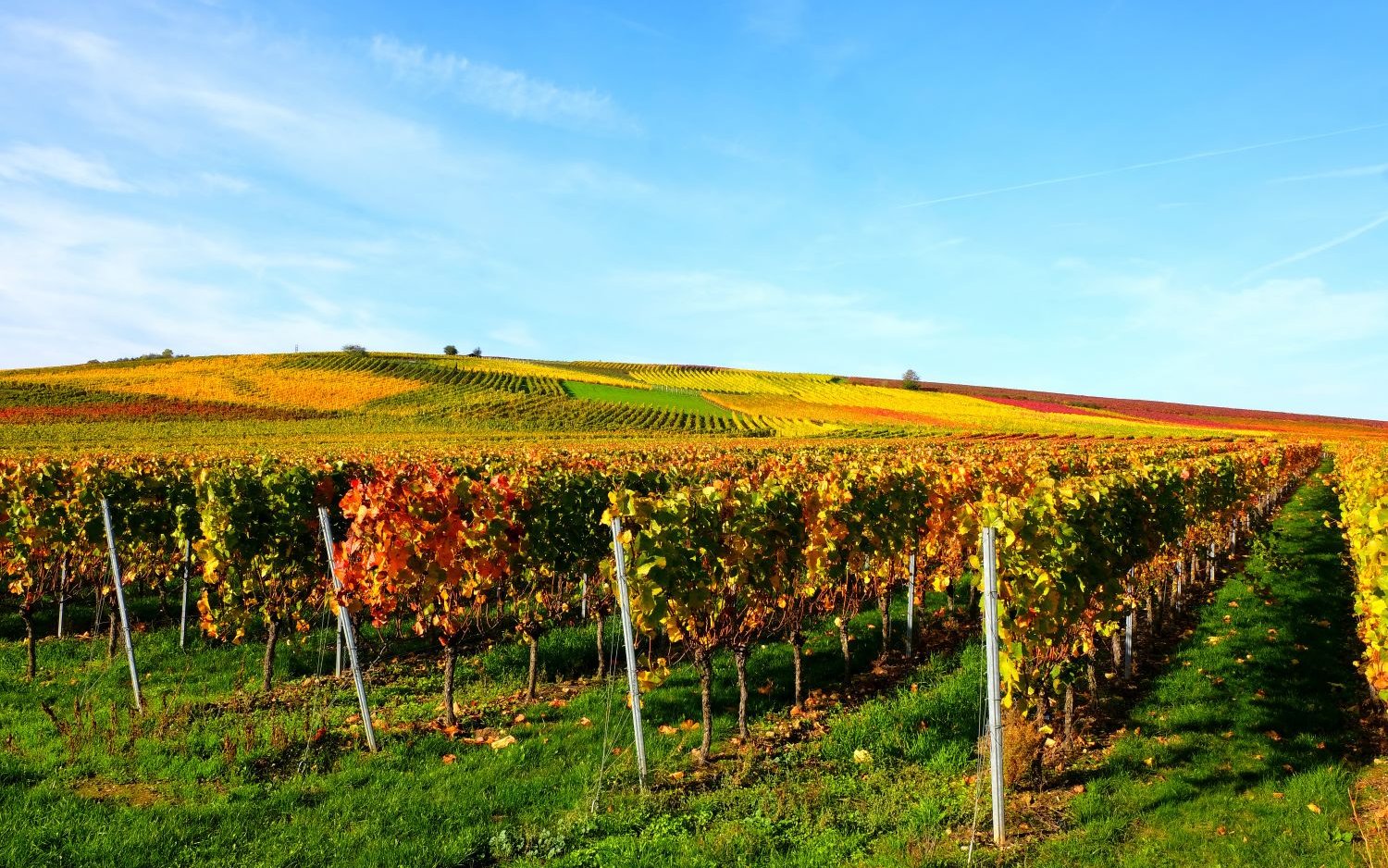 Weite, hügelige Weinlandschaft in Rheinhessen mit bunten Reben im Herbst unter klarem blauen Himmel.