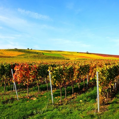 Weite, hügelige Weinlandschaft in Rheinhessen mit bunten Reben im Herbst unter klarem blauen Himmel.
