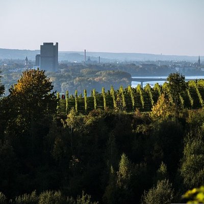 Blick über einen Weinberg auf den Rhein und die Skyline von Bonn mit dem Post Tower